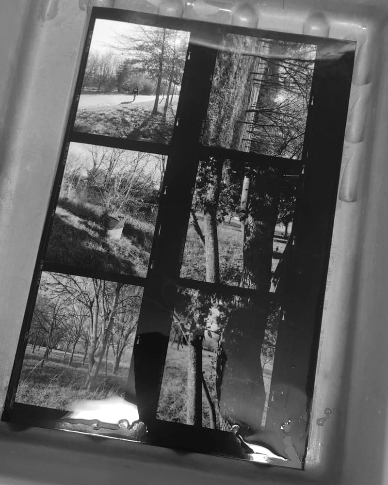 Planche contact noir et blanc de photos d'arbres, dans un bac de rinçage au labo